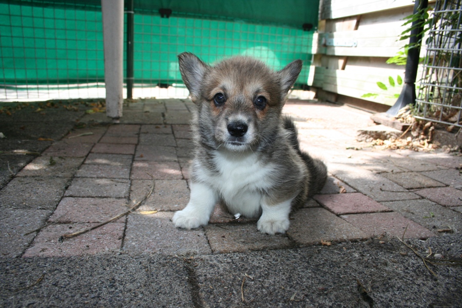 Puppies